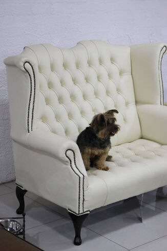 High Back Chesterfield Sofa Picture with Dog