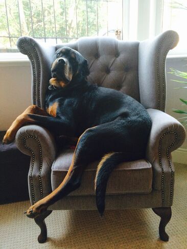 Dog On Fabric Chesterfield Chair Customer by Designer Sofas 4U